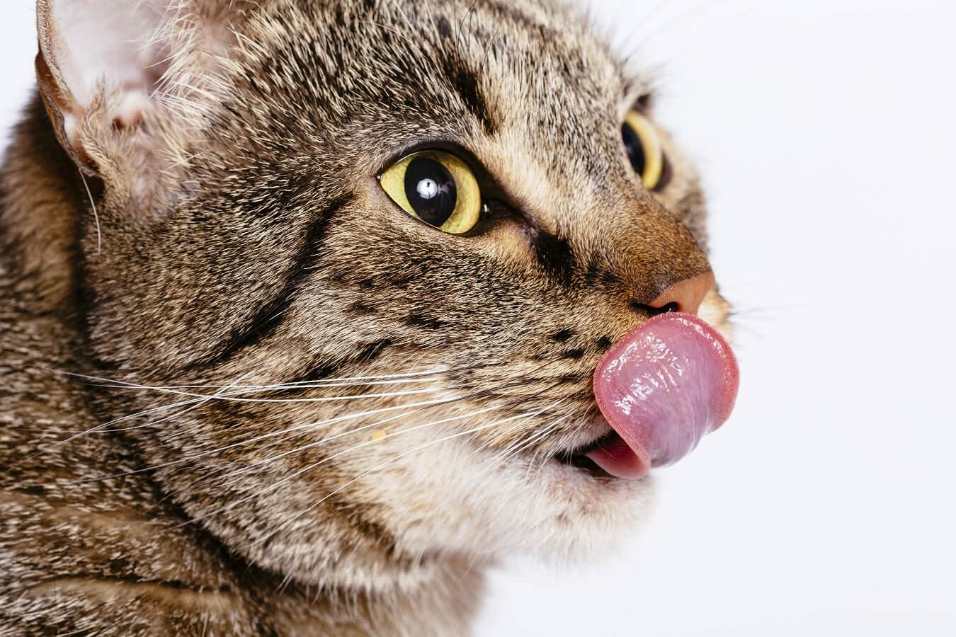 猫舌カモミールティー